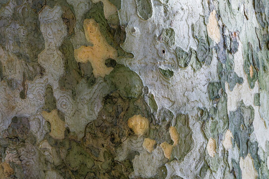 Nice texture of American Sycamore Tree (Platanus occidentalis, Plane-tree) bark in Sochi. Natural green, yellow, gray and brown spotted platanus tree bark. Close-up of camouflage background for design