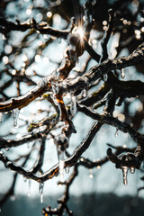 transparent ice on a tree with backlit sunlight glow. Macro view of frozen nature trees on a sunny cold morning in the winter landscape. Beautiful natural light and details. Cold and sunny nature day 