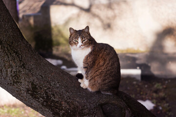 A beautiful brown-white domestic cat sits on a tree in anticipation of spring. Pet for a walk