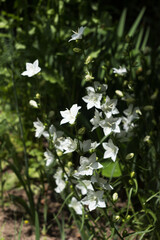 White bell flowers (Campanula persicifolia) growing in garden, close-up, blurred green background. Summer