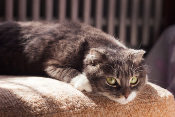 A paddle-eared gray cat lies on a soft chair and looks into the camera. Resting pet