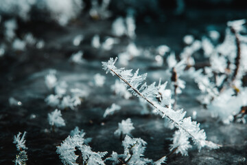 Macro close up view of snowflakes on a tree. Cold and sunny nature day in the outdoors. Germany