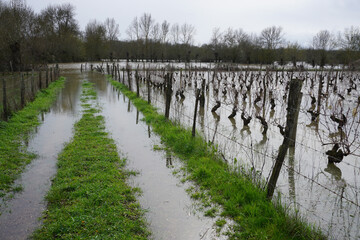 flooding of the Loire river, France in the vineyards on a winter day