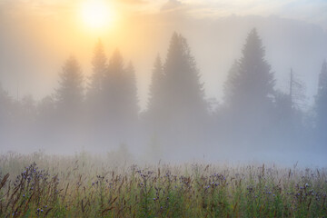Obraz na płótnie Canvas Scenic foggy rural scape. Amazing sunrise over the forest and glade. Beautiful golden lighting. Morning fog. Misty landscape. Trees in the fog. Summer nature in the countryside. Natural background.