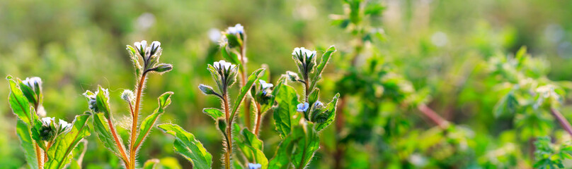 Small wildflowers in early spring.  wildfowers background. panoramic view of Lithospermum arvense.