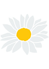 Daisy, Flower, Nature, Summer