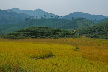 hills of tea plantations and rice fields in vietnam