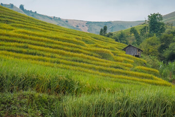 wooden hut in the middle of rice terraces in the mountains of vietnam, sapa .nature landscape	