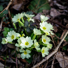 Primula Acaulis Acaulis