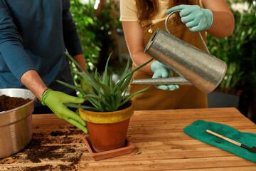 Young woman watering transplanted aloe plant indoors