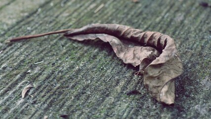 dry brown leaves that fell to the cement floor