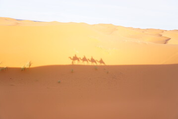 Fototapeta na wymiar サハラ砂漠のラクダ