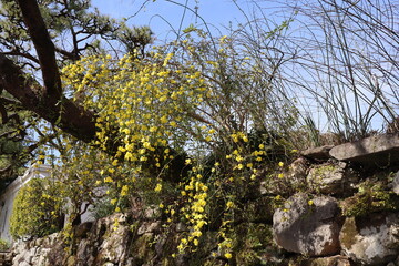 高知城に咲く花