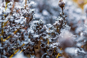 First snow on the plant.BLack and white version.Close up