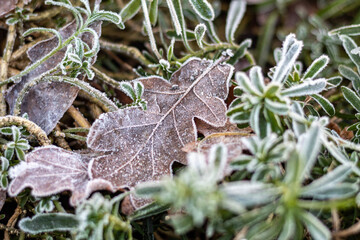 The oak leaf in the Limestone Saxifrage