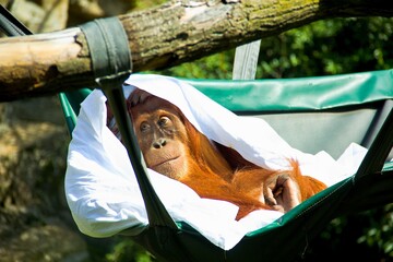 Pongo abelii Sumatran orangutan © Jindra