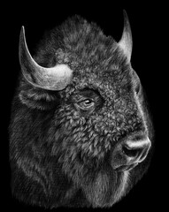 Monochrome portrait of a bison, buffalo isolated on black bacground. Drawing with watercolor pencils