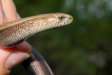 Lizard-like snake in human hand, close-up of the head of the claw, slow and timid appearance of...