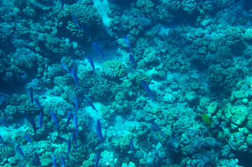 Naklejka na ściany i meble Underwater seabed landscape with corals
