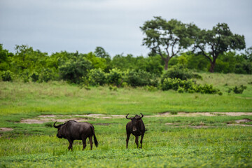 The blue wildebeest (Connochaetes taurinus), also called the common wildebeest in Kruger NP, South Africa.
