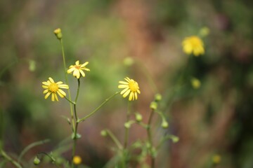 Little yellow flowers