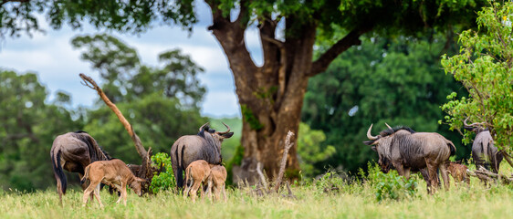 The blue wildebeest (Connochaetes taurinus), also called the common wildebeest in Kruger NP, South...