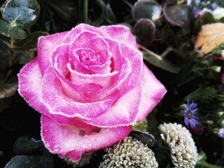 pink rose with drops
