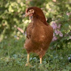 Brown chicken in the grass of a garden