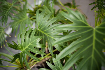 Tropical plant green leaves in a home pot.