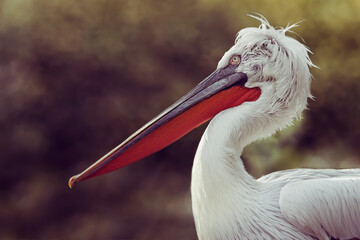 Portrait of a pelican