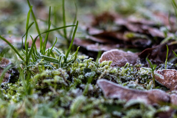 The first snow on the leaf and on the moss