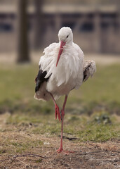 White stork standing in the grass