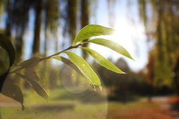 leaves in the forest