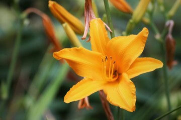 yellow daffodil flower
