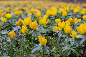 Winterlinge bilden im Garten, Park oder Natur gr&ouml;&szlig;ere Best&auml;nde. Die gelb leuchtenten Bl&uuml;ten der Fr&uuml;hlingsboten werden von Bienen sowie Hummeln aufgesucht, erfreuen Menschen und machen Lust auf Leben.