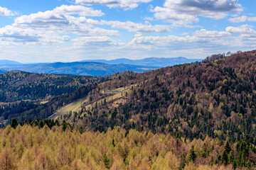 early spring in the forests of southern Poland