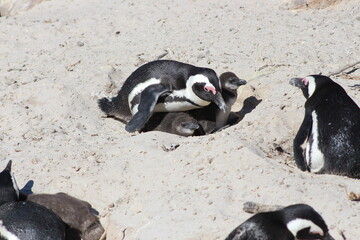 Fototapeta premium Brillenpinguine am Boulders Beach, Südafrika