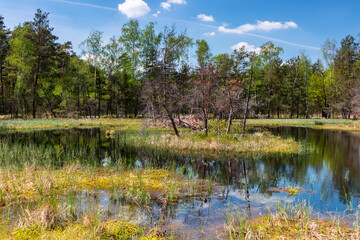 the beginning of summer in the swamps
