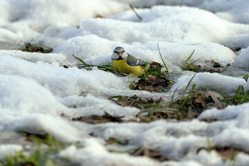 Blue tit observing on snowy ground