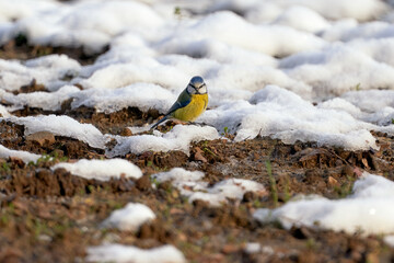 Blue tit observing on snowy ground