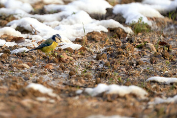 Blue tit searching for food in the snow