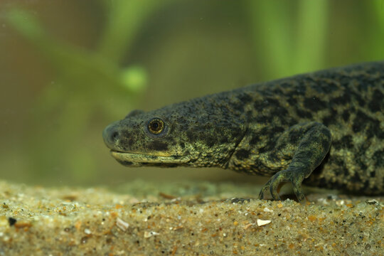 Pleurodeles Bilder Durchsuchen 157 Archivfotos, und