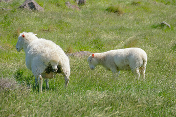 Sheep in New Zealand