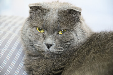 Close-up portrait of old gray British Shorthair cat with large green-yellow eyes. Looking into camera.