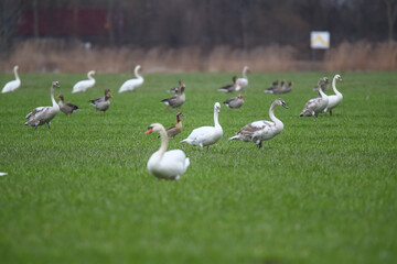 Schwäne und Graugänse auf einem Feld Fraßschädten durch Gänse