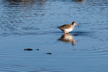 Common Redshank (Tringa totanus), Whiteabbey, Belfast, Northern Ireland, UK