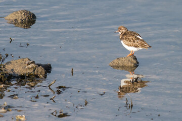 Ruddy Turnstone (Arenaria interpres), Whiteabbey, Belfast, Northern Ireland, UK