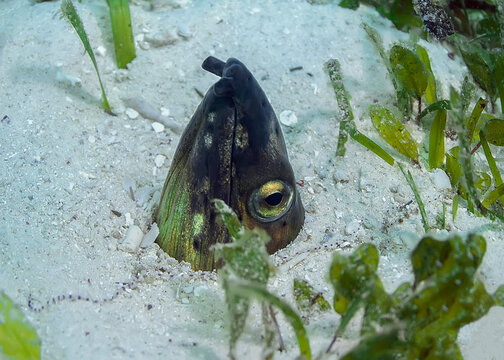 Black-pitted  Snake-eel. Only the head protrudes from the sandy bottom.
