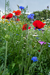 multiple wildflowers with mixed colours 