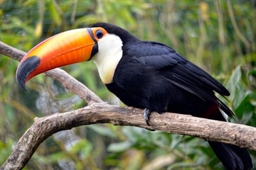 Closeup of profile toco toucan (Ramphastos toco) perched on branch with his big beak strange